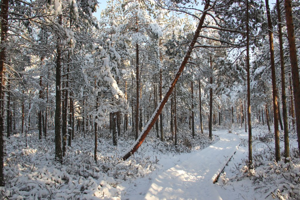 ein verschneiter Wald