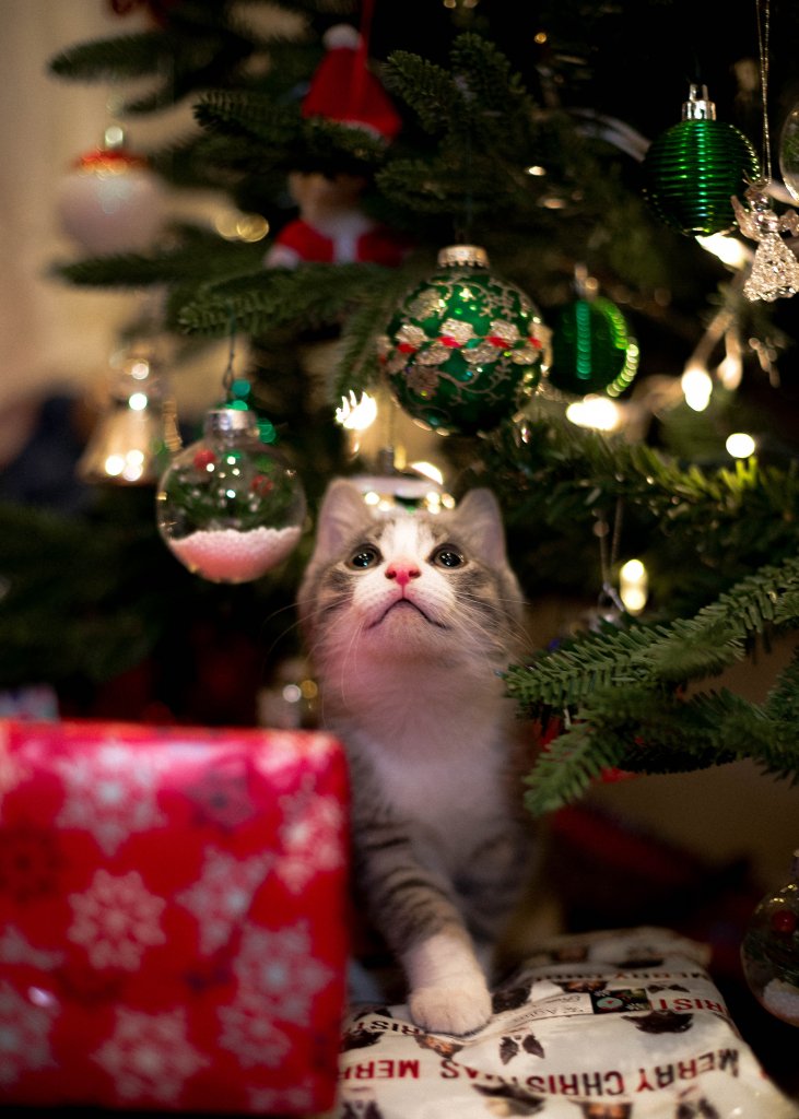 Eine Katze unter dem Christbaum die von den Christbaumkugeln fasziniert ist