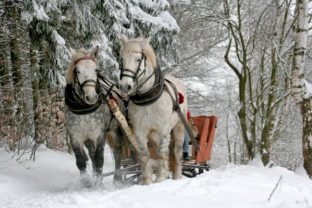 Zwei Pferde die in Winterlandschaft einen Schlitten ziehen.