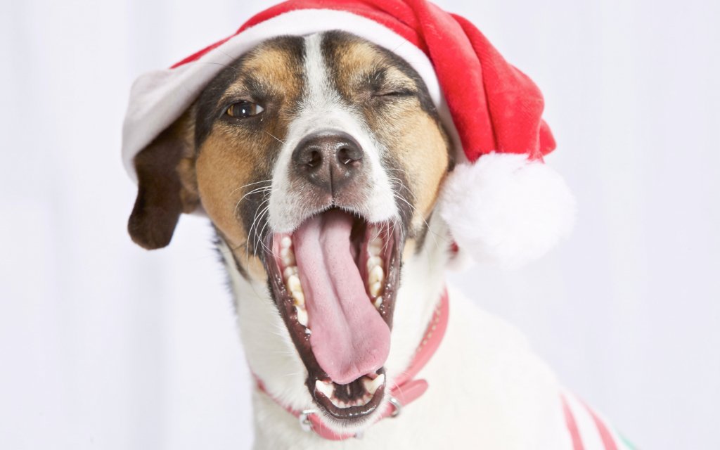 Hund der gähnt mit Weihnachtsmütze